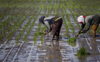Farmers should drive climate-proofing, report finds